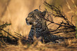 An African leopardess lies hidden in the African bush in ambush of possible prey that may pass her way in golden last light of the day in the Pilanesberg National Park, South Africa.