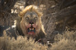 A horizontal image of a wild black maned kalahari lion with fresh red blood on his face after killing and eating a new born blue wildebeest in Kgalagadi Transfrontier Park, South Africa.