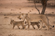 A lioness walks on the red dunes of the kalahari desert with her two six month old cubs in the Kgalagadi Transfrontier Park, South Africa