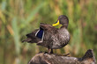 A yellow-billed duck poses on a tree stump with blurred reeds in the background. Its ruffled feathers shines in golden light,