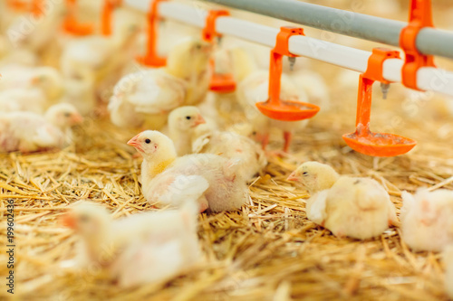 Fotografía Indoors chicken farm, chicken feeding