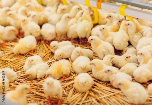 Fotografía Indoors chicken farm, chicken feeding