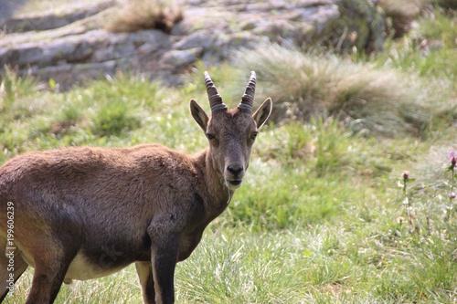 Fotografia Female steinbock in the italian Alps, Pizzo Coca, Lombardy