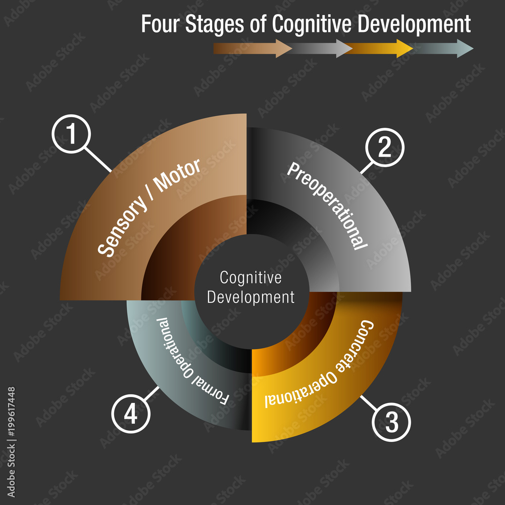 Four Stages of Cognitive Development Stock Vector | Adobe Stock