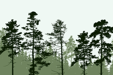 Wall Mural - Tree peaks of coniferous forest under clear sky