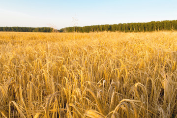 Rural landscape with a field of grain 