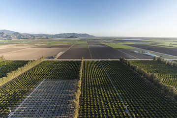 Aerial view of citrus orchards and coastal farm fields near Camarillo in Ventura County, California. 