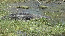 Large Alligator Walks In A Swamp