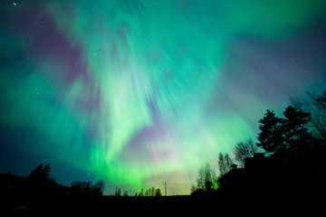 Wall Mural - Northern lights aurora borealis tree landscape at night