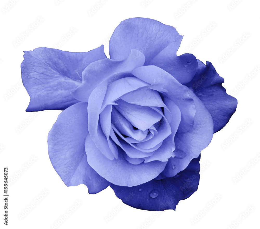 Flower light blue rose on a white isolated background with clipping ...