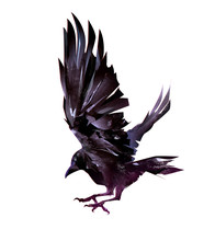 Isolated Realistic Sketch Of A Flying Bird Of Crows