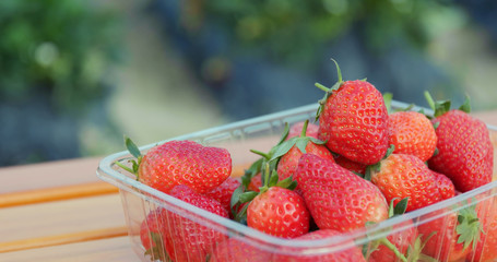 Poster - Fresh Harvest of strawberry field