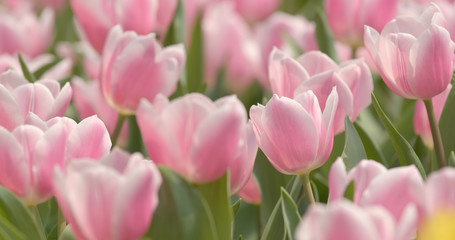 Canvas Print - Pink Tulip flower park