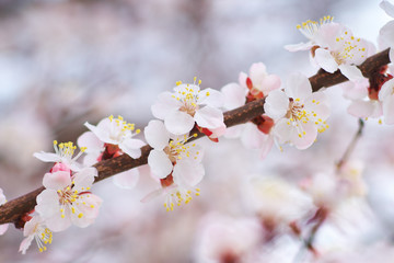 Canvas Print - Spring flowers of apricot tree.