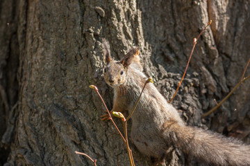 squirrel on a tree