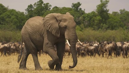 elephant passing by gnus in masai mara