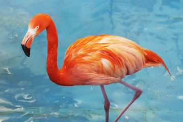 Naklejka ameryka południowa flamingo zwierzę