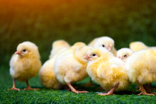 Close-up Of A Lot Of Small Yellow Chicks  Or Gallus Gallus  With Black Eyes On The Artificial Grass In The Room Sits