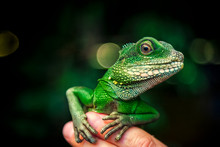 Close-up Of A Green Beautiful Lizard Or Lacertilia  With Big Black Eyes Sitting On A Finger