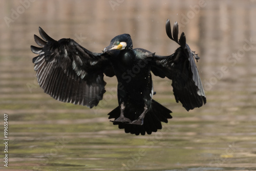 Black Devil Bird For Fish A Cormorant In Japan Buy This Stock Photo And Explore Similar Images At Adobe Stock Adobe Stock black devil bird for fish a cormorant