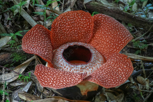 Rafflesia Keithii On Borneo Island Malaysia The Biggest Flower In The World Stock Photo Adobe Stock