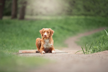 Wall Mural - Cute dog playing in the woods. Nova Scotia duck tolling Retriever on a walk.