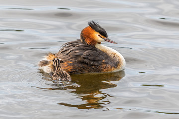 Poster - Crested Grebe with a swimming newborn chicken