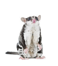 Sugar Possum Isolated On White Background