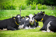 Cows Lying Down And Resting In The Green Field