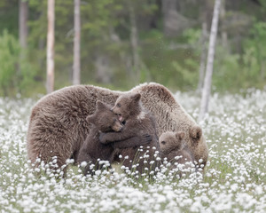 Wall Mural - Mother bear and her three cubs in the middle of the cotton grass in a Finnish bog