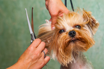 Wall Mural - woman hand Grooming Yorkshire terrier dog