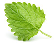 Green lemon balm leaf (Melissa officinalis), balm, common balm, or balm mint leaf isolated on white background