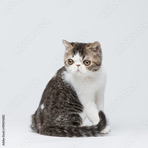 Cute Exotic Shorthair Kitten On Gray Studio Background Buy This