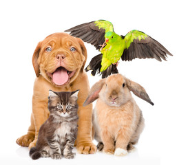 Group of pets together in front view