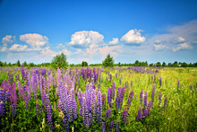 Beautiful Rural Landscape With Purple Flowers On A Wild Meadow