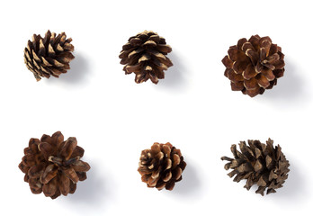 Canvas Print - pine cone isolated on whit