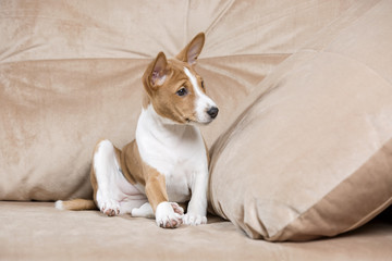 Wall Mural - puppy Basenji in Studio