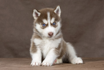 Sticker - puppy Siberian husky on a brown background