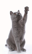 Blue British Shorthair Cat Lifting Up Its Paw