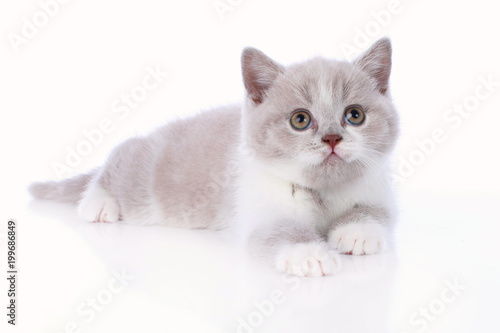 Cute British Shorthair Kitten Lying On White Background Buy This