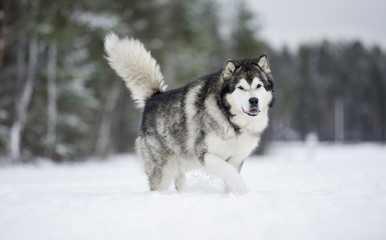 Wall Mural - Alaskan Malamute in nature