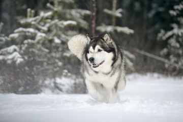 Wall Mural - Alaskan Malamute in nature