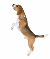 Wall Mural - cute beagle dog isolated on white background