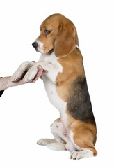 Wall Mural - cute beagle dog isolated on white background