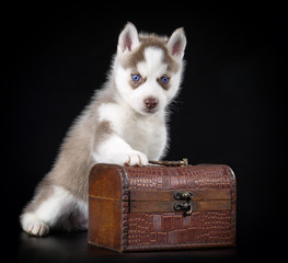 Wall Mural - Puppy Siberian husky on a black background