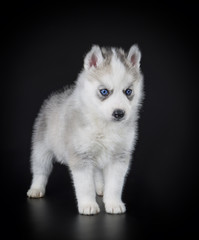 Wall Mural - Puppy Siberian husky on a black background