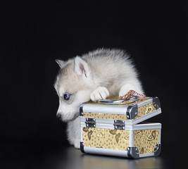 Wall Mural - Puppy Siberian husky on a black background