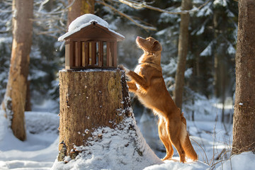 Wall Mural - Cute dog breed Nova Scotia duck tolling Retriever (Toller) in the winter forest.