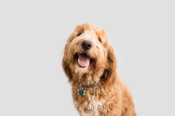 Wall Mural - Golden Doodle Dog Isolated