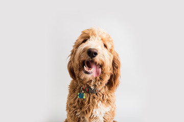 Wall Mural - Golden Doodle Dog Isolated